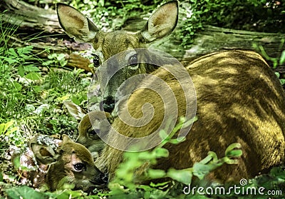 Doe Deer and Newborn Twin Fawns Stock Photo