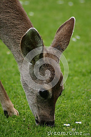 A Doe Nibbles the Flowers Stock Photo