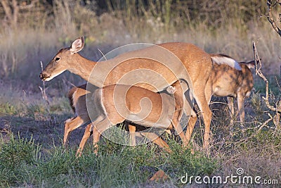 Doe with twin fawns nursing Stock Photo