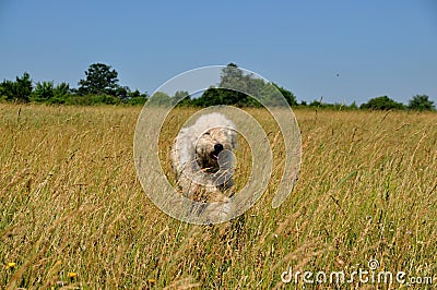 Dog. Stock Photo