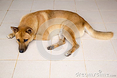 Dog Stock Photo