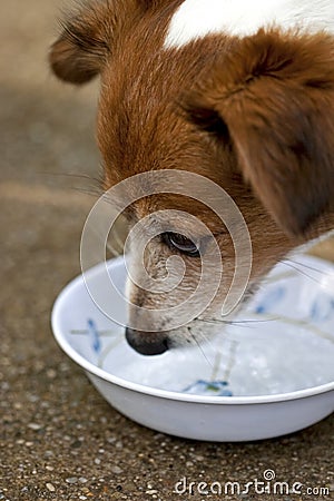 Dog drinking water from his bole Stock Photo