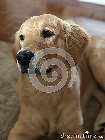 Dog Stock Photo