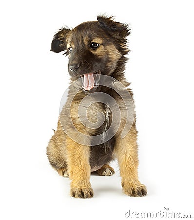 Dog Stock Photo