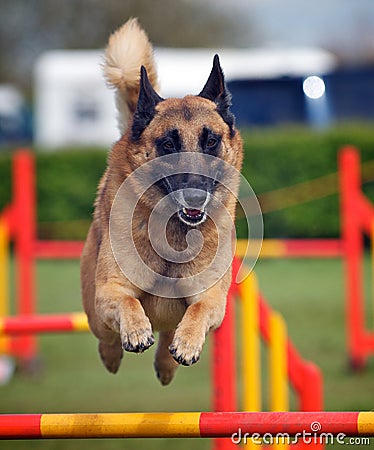 Dog Stock Photo