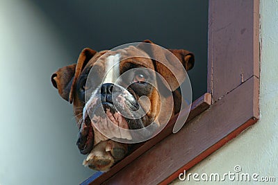 Dog Stock Photo