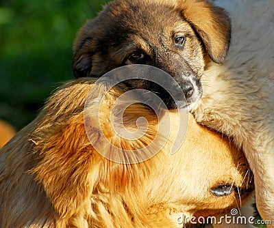 Dog Stock Photo