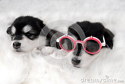 Dog Stock Photo