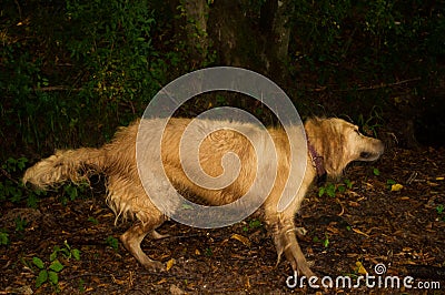 Dog in action - moving dog Stock Photo