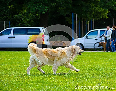 Dog Editorial Stock Photo