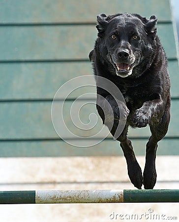 Dog Airborne Stock Photo