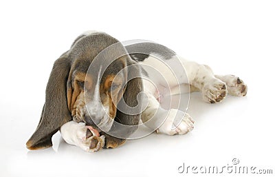 Dog allergies Stock Photo