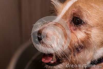 Dog allergy itchy eyes skin and fur disease. Closeup scratches. Stock Photo