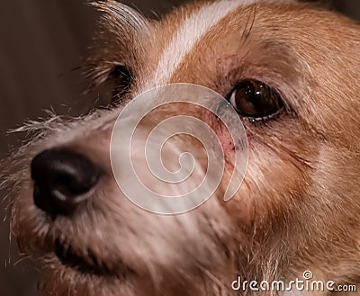 Dog allergy itchy eyes skin and fur disease. Closeup scratches. Stock Photo