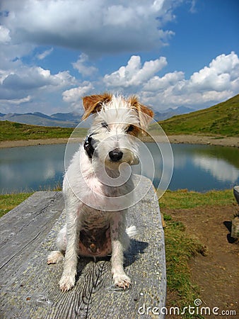 Dog in alpine scenery Stock Photo