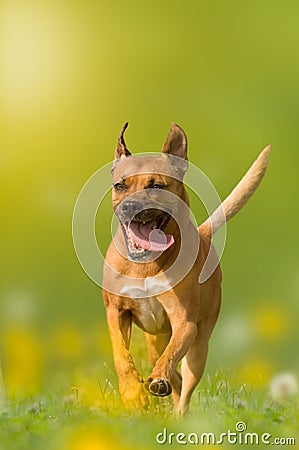 dog; American Staffordshire Terrier; Pit bull jumps over a meadow Stock Photo