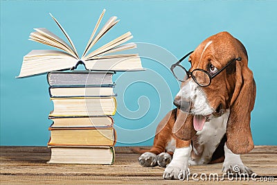 Dog Stock Photo