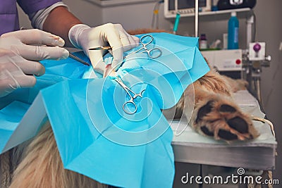 Dog in the animal hospital Stock Photo
