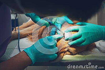 Dog in the animal hospital Stock Photo