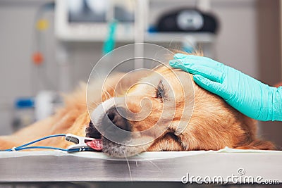 Dog in the animal hospital Stock Photo