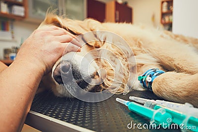 Dog in the animal hospital Stock Photo