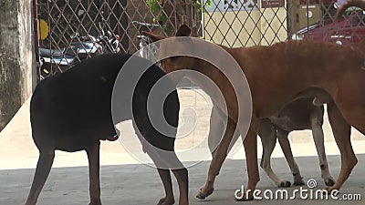Dog animal mating stock footage. Video of white, outdoor - 108874090