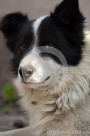 Dog animals friend love friendship devoted look Stock Photo