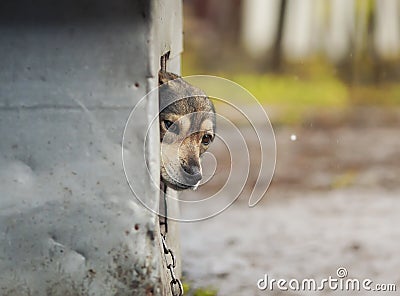 Dog anxiously looks out of the booth and looking right Stock Photo