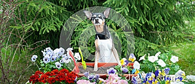 Dog in an apron, surrounded by flowers and garden tools, an image of a gardener, a grower. The concept of spring planting Stock Photo