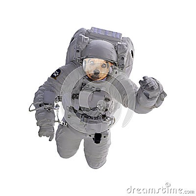 Dog as astronaut or spaceman isolated Stock Photo