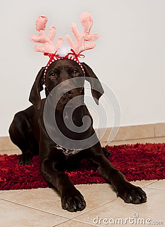 Dog as christmas reindeer Stock Photo