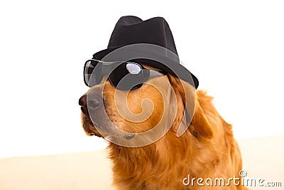 Dog as mafia gangster with black hat and sunglasses Stock Photo