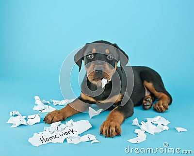 The Dog Ate My Homework!!! Stock Photo