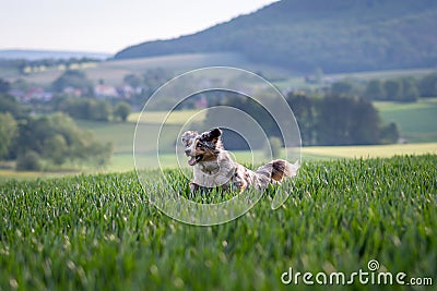 Dog australian shepherd blue merle jumping in green kornfield to the left side Stock Photo