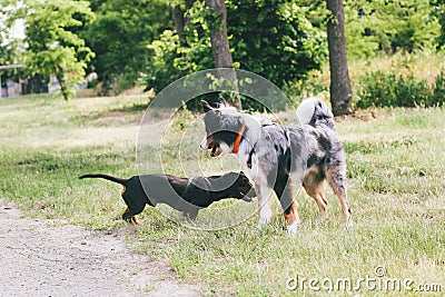 A dog of the Australian Shepherd breed plays with a dachshund. Stock Photo