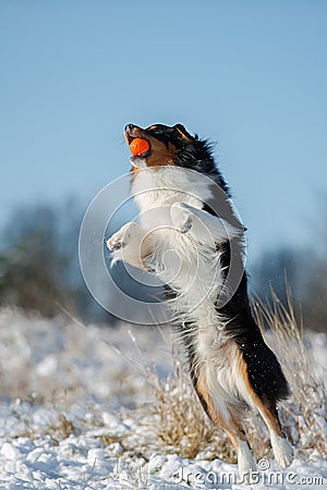 A dog of the Australian shepherd breed plays Stock Photo