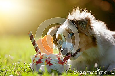 Dog, Australian Shepherd licking on an ice cream Stock Photo