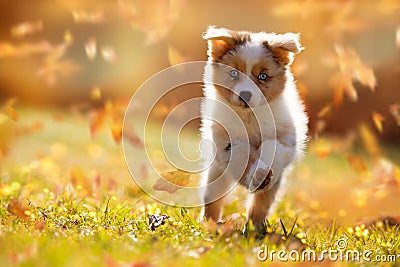 Dog, Australian Shepherd puppy jumping in autumn leaves Stock Photo