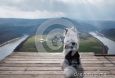 Dog Australian Shepherd on top of the mountain. Pet for a walk. Outdoors. Journey, mountains, Stock Photo