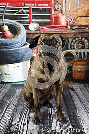 Dog in auto shop Stock Photo