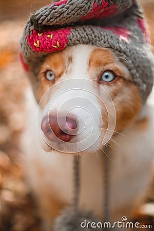 Dog in autumn park in a hat Stock Photo