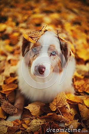 Dog in autumn park Stock Photo