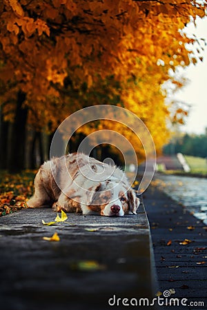 Dog in autumn park Stock Photo