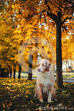 Dog in autumn park Stock Photo