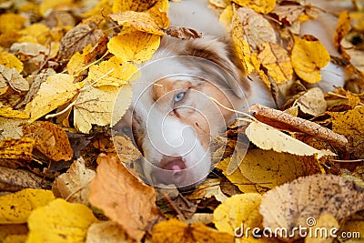 Dog in autumn park Stock Photo