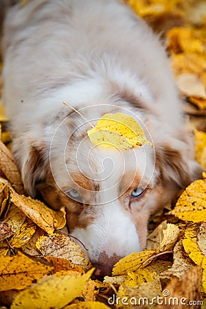 Dog in autumn park Stock Photo