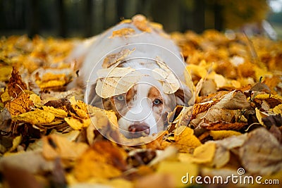 Dog in autumn park Stock Photo