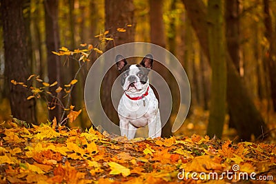 Dog in autumnal scenery Stock Photo