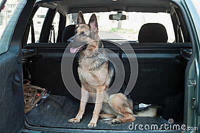 Dog in back seat car Stock Photo