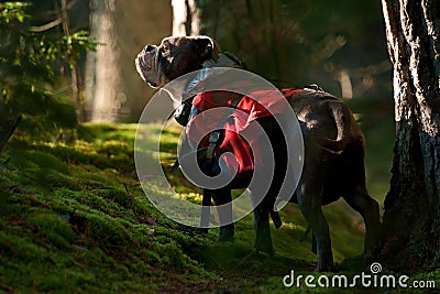 Dog backpack ....Old English Bulldog carry bags on their back Stock Photo